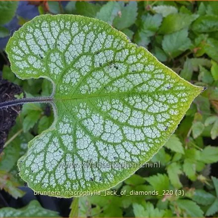 Brunnera macrophylla 'Jack Diamonds'