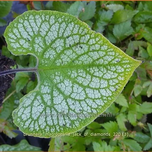 Brunnera macrophylla 'Jack Diamonds'