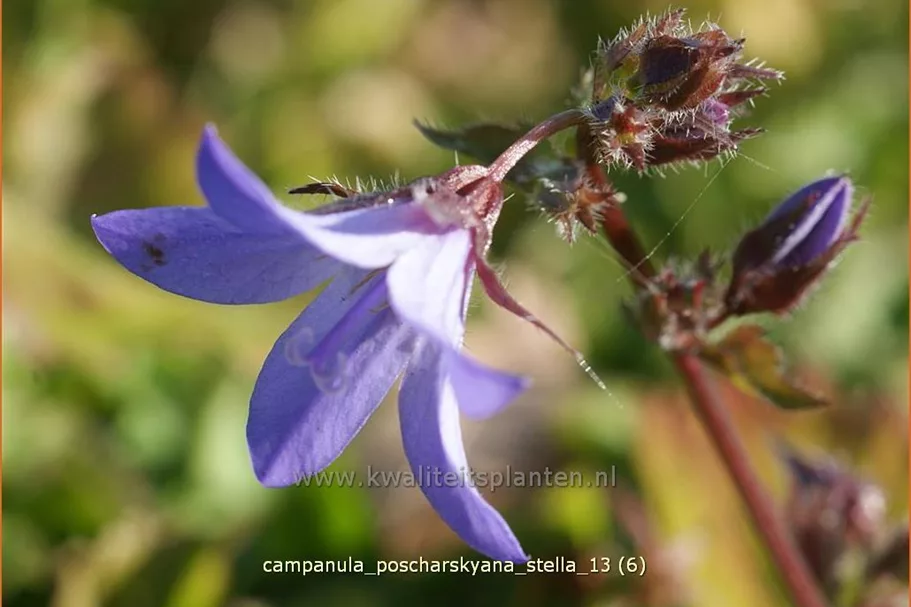 Campanula poscharskyana 'Stella'
