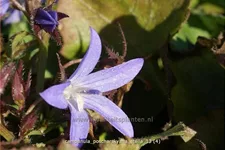 Campanula poscharskyana 'Stella'
