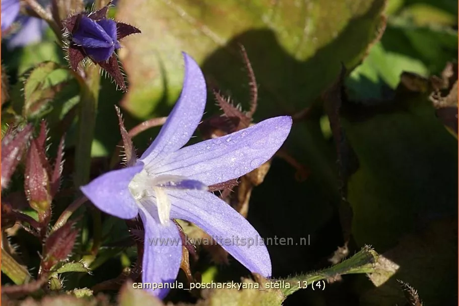 Campanula poscharskyana 'Stella'