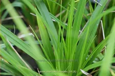 Carex morrowii 'J.S. Mosten'
