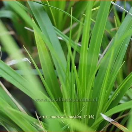 Carex morrowii 'J.S. Mosten'