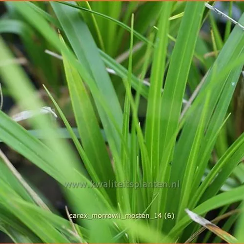 Carex morrowii 'J.S. Mosten'