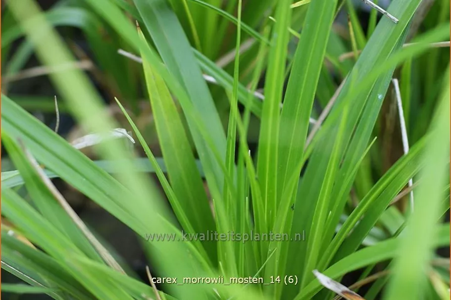 Carex morrowii 'J.S. Mosten'
