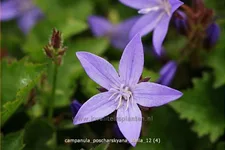 Campanula poscharskyana 'Stella'