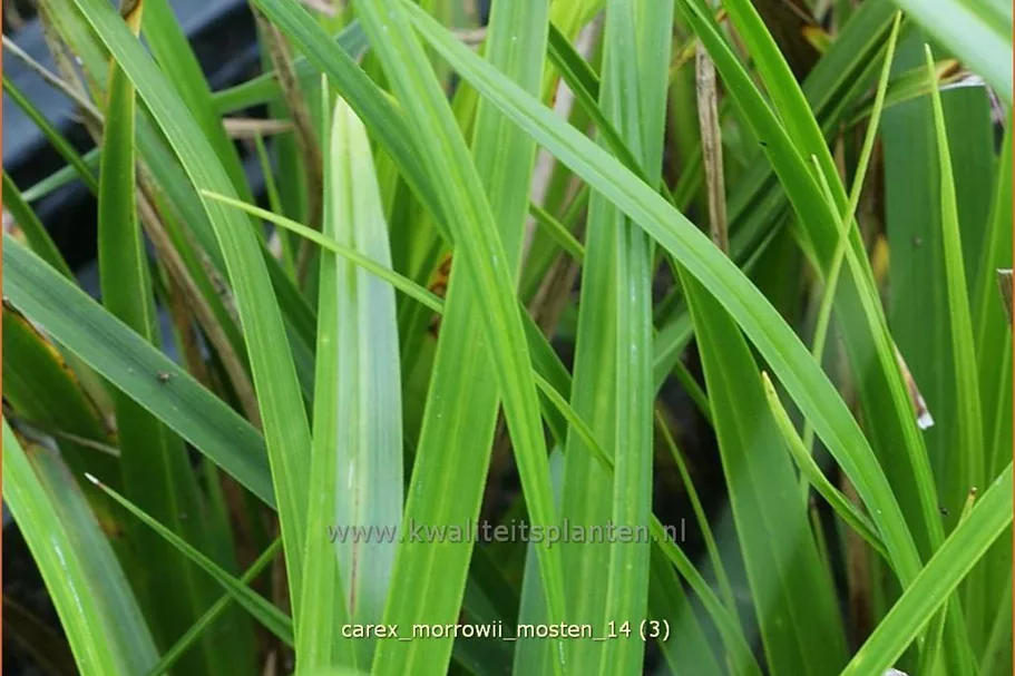 Carex morrowii 'J.S. Mosten'