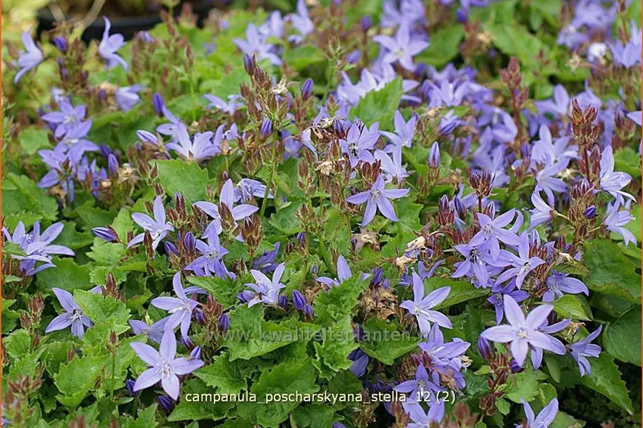 Campanula poscharskyana 'Stella'