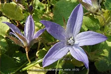 Campanula poscharskyana 'Stella'