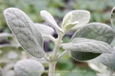 Ballota pseudodictamnus 'Compact Form'