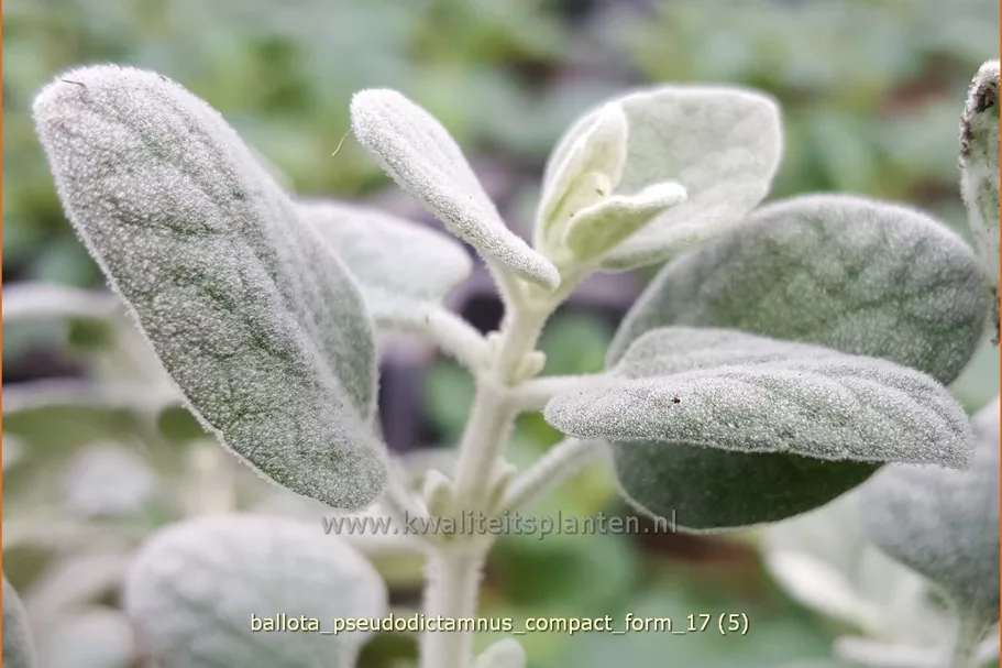Ballota pseudodictamnus 'Compact Form'
