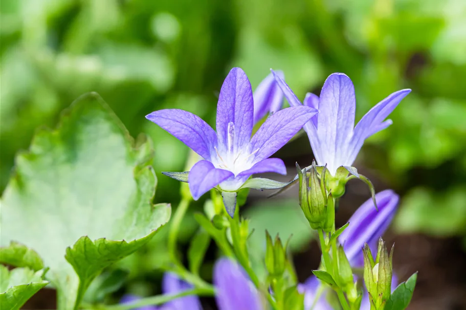 Campanula poscharskyana 'Stella'