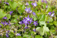 Campanula poscharskyana 'Stella'