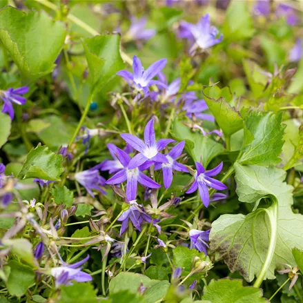Campanula poscharskyana 'Stella'