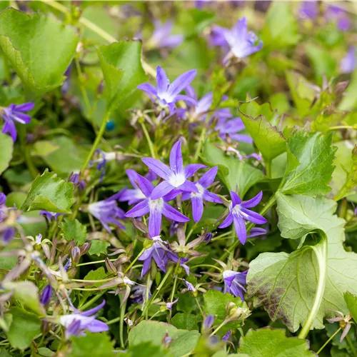 Campanula poscharskyana 'Stella'