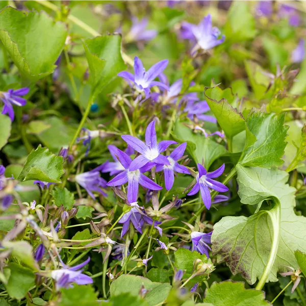 Campanula poscharskyana 'Stella'