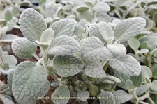 Ballota pseudodictamnus 'Compact Form'