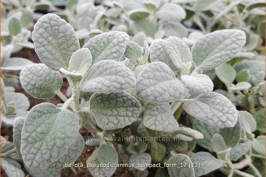 Ballota pseudodictamnus 'Compact Form'