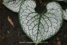 Brunnera macrophylla 'Sea Heart'