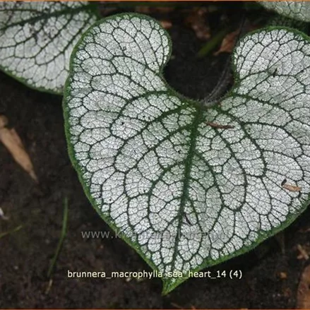 Brunnera macrophylla 'Sea Heart'