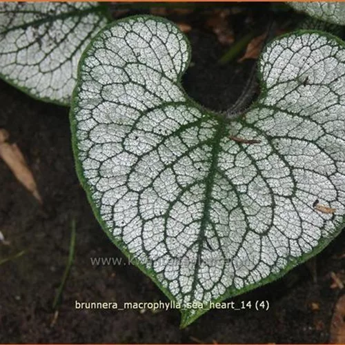 Brunnera macrophylla 'Sea Heart'