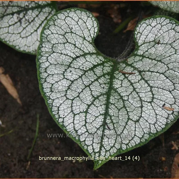 Brunnera macrophylla 'Sea Heart'