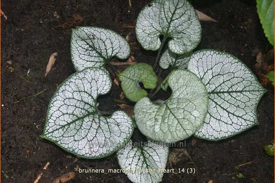 Brunnera macrophylla 'Sea Heart'