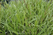 Carex morrowii ssp. foliosissima 'Vanilla Ice'