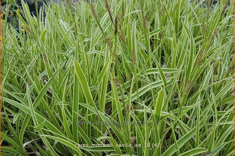 Carex morrowii ssp. foliosissima 'Vanilla Ice'