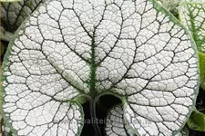 Brunnera macrophylla 'Sea Heart'