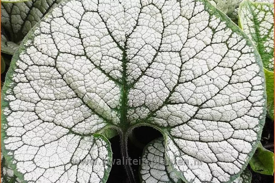 Brunnera macrophylla 'Sea Heart'