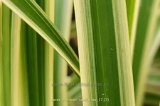 Carex morrowii ssp. foliosissima 'Vanilla Ice'