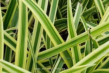Carex morrowii ssp. foliosissima 'Vanilla Ice'
