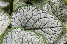 Brunnera macrophylla 'Sea Heart'