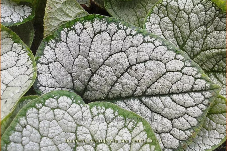 Brunnera macrophylla 'Sea Heart'