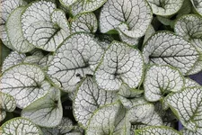 Brunnera macrophylla 'Sea Heart'