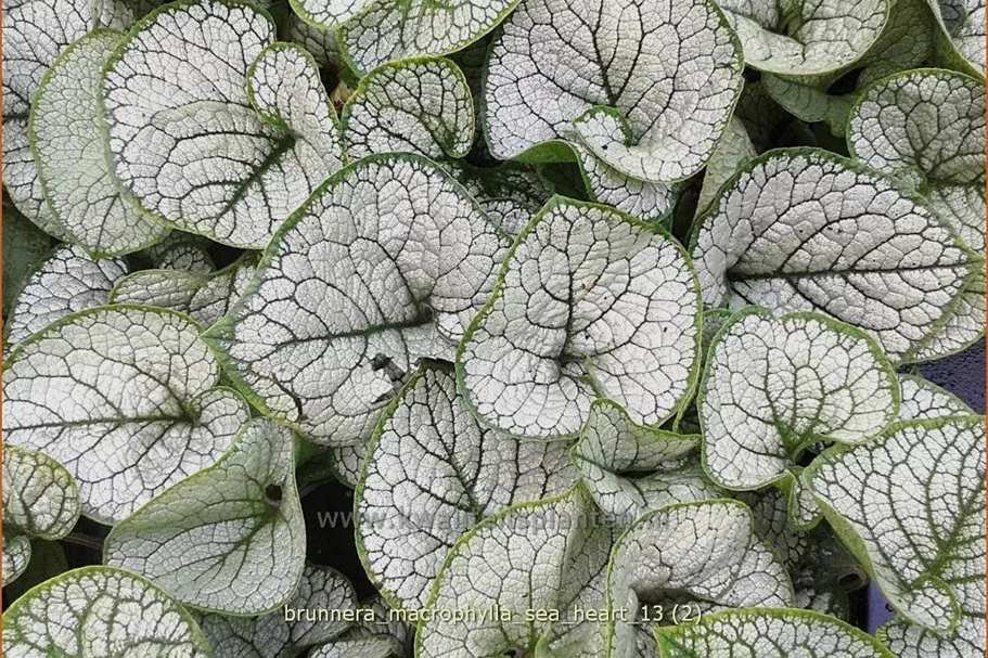 Brunnera macrophylla 'Sea Heart'