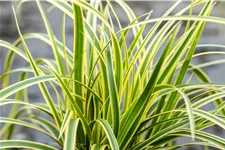 Carex morrowii ssp. foliosissima 'Vanilla Ice'