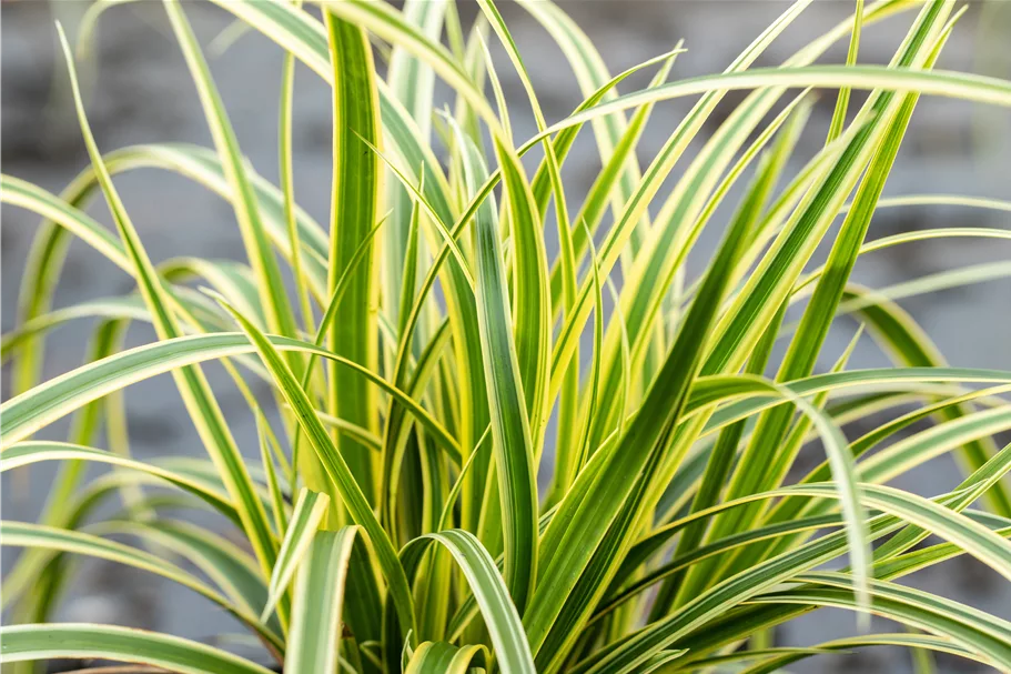 Carex morrowii ssp. foliosissima 'Vanilla Ice'