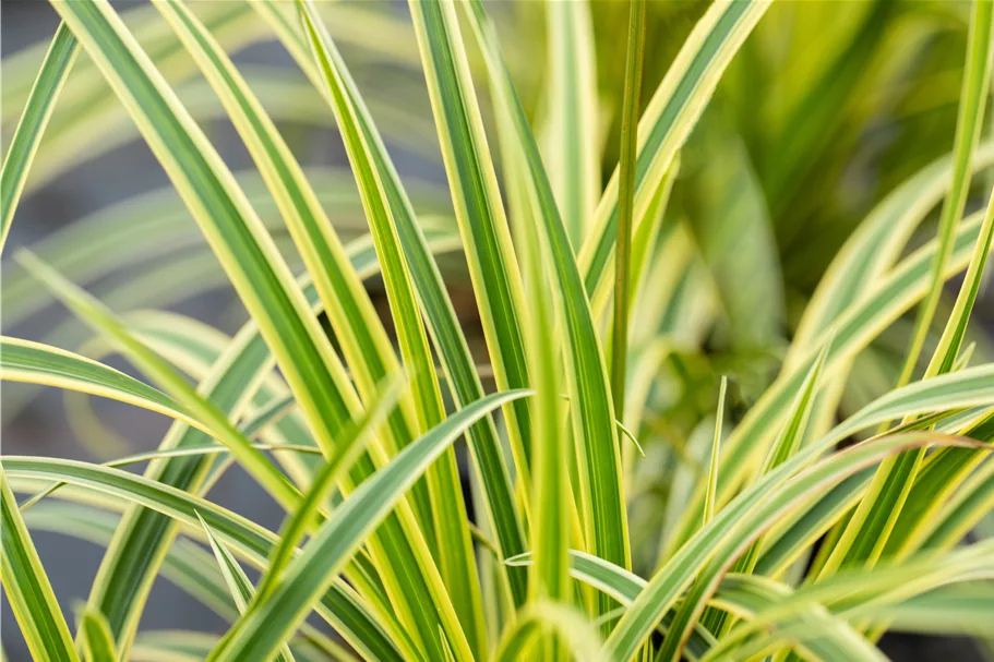 Carex morrowii ssp. foliosissima 'Vanilla Ice'