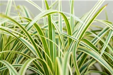 Carex morrowii ssp. foliosissima 'Vanilla Ice'