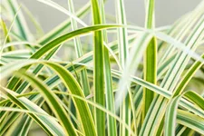 Carex morrowii ssp. foliosissima 'Vanilla Ice'