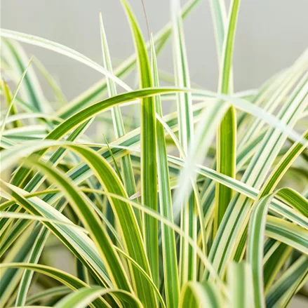 Carex morrowii ssp. foliosissima 'Vanilla Ice'