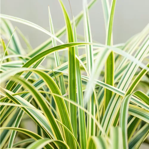 Carex morrowii ssp. foliosissima 'Vanilla Ice'
