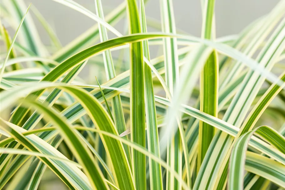 Carex morrowii ssp. foliosissima 'Vanilla Ice'