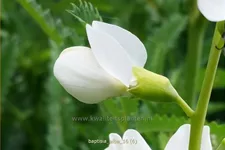 Baptisia alba