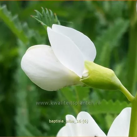 Baptisia alba