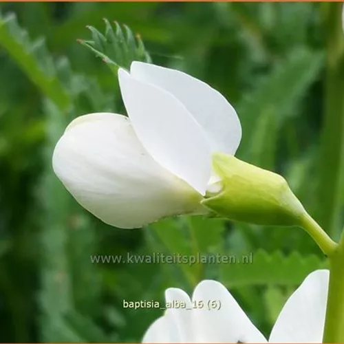 Baptisia alba