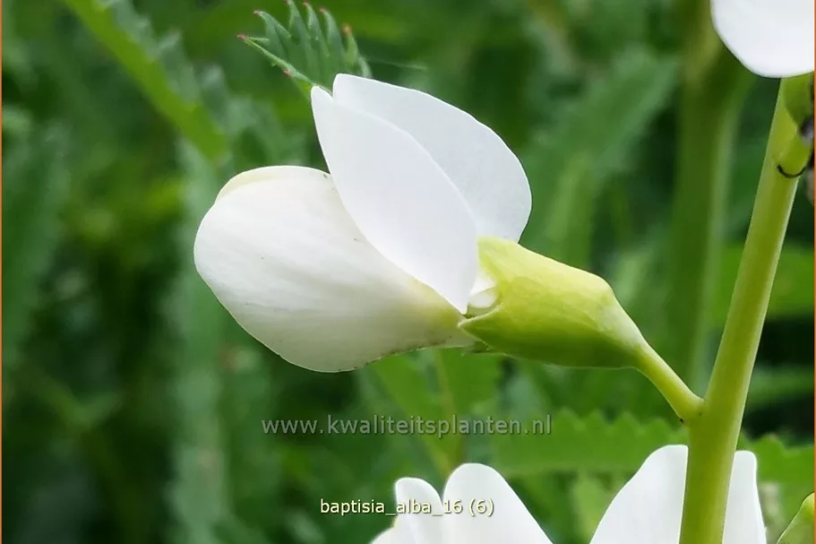 Baptisia alba