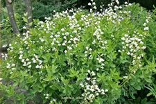Baptisia alba